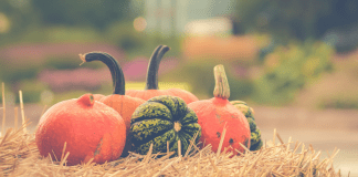 The Westchester Mom’s Guide to October