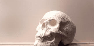 skull on a shelf.