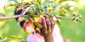 Fall Traditions for the Family A hand picking an apple from a tree.