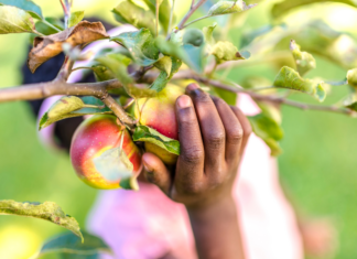Fall Traditions for the Family A hand picking an apple from a tree.