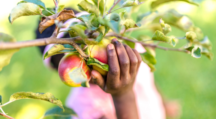 Fall Traditions for the Family A hand picking an apple from a tree.