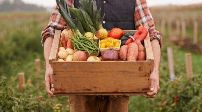 3 Local Farms You Must Visit This Month Farm fresh vegetables.