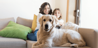 Every Family Needs a Dog dog