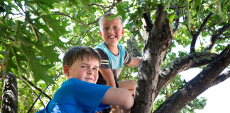 climb trees
