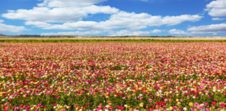 A Mom’s Guide To Westchester County Events :: May 2019 May events