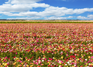 A Mom’s Guide To Westchester County Events :: May 2019 May events