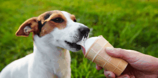 A dog eating ice cream.