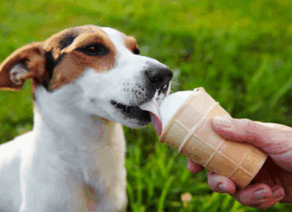 A dog eating ice cream.
