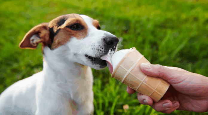 A dog eating ice cream.