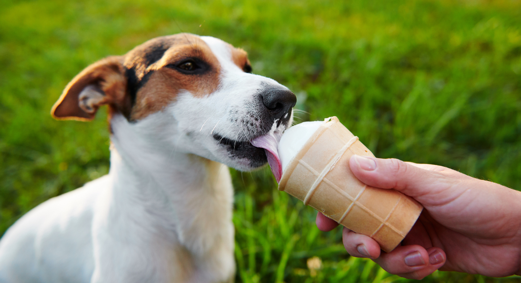 A dog eating ice cream.