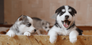 How Much Is That Doggie In The Window Puppies.