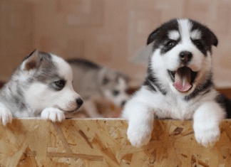 How Much Is That Doggie In The Window Puppies.