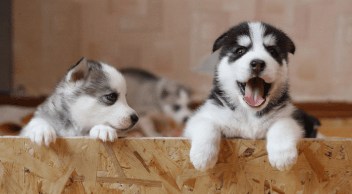 How Much Is That Doggie In The Window Puppies.