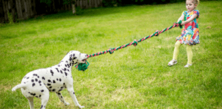 Tug-of-War: The Game of Life Tug of war with a girl and a dog.
