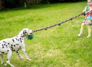 Tug of war with a girl and a dog.