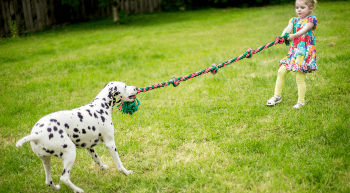 Tug-of-War: The Game of Life Tug of war with a girl and a dog.