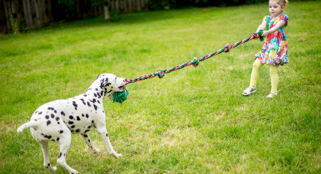 Tug of war with a girl and a dog.