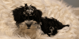 A Puppy is Nothing Like a Baby, Except…