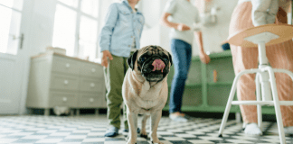 No, We Didn’t Rescue Our Dog No, We Didn't Rescue Our Dog