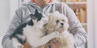 love of pets