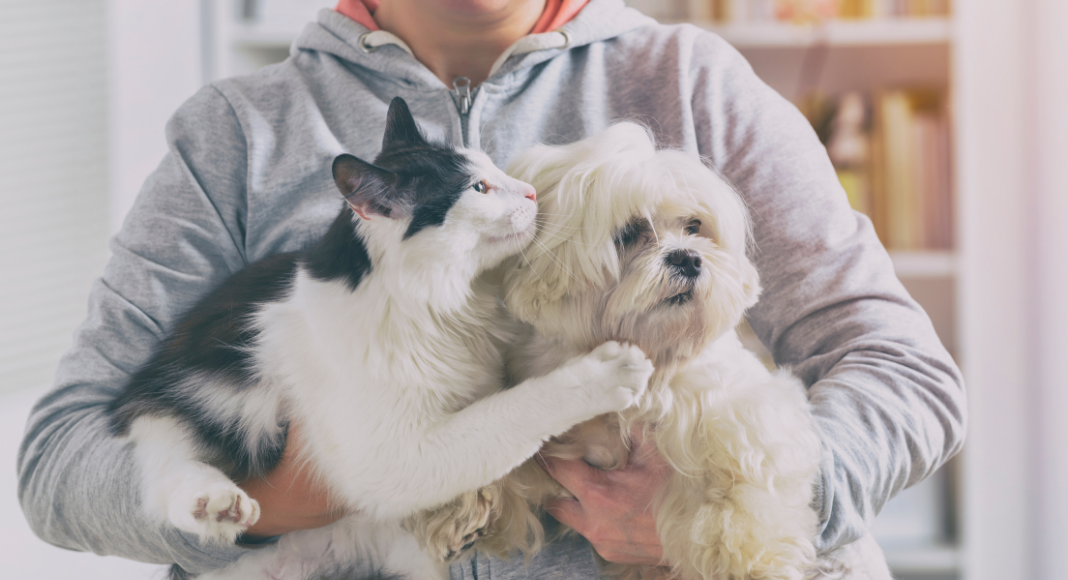 love of pets