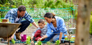 A family working in a vegetable garden.