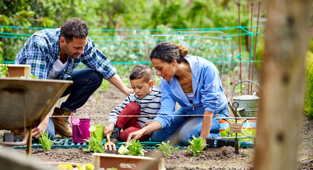 A family working in a vegetable garden.