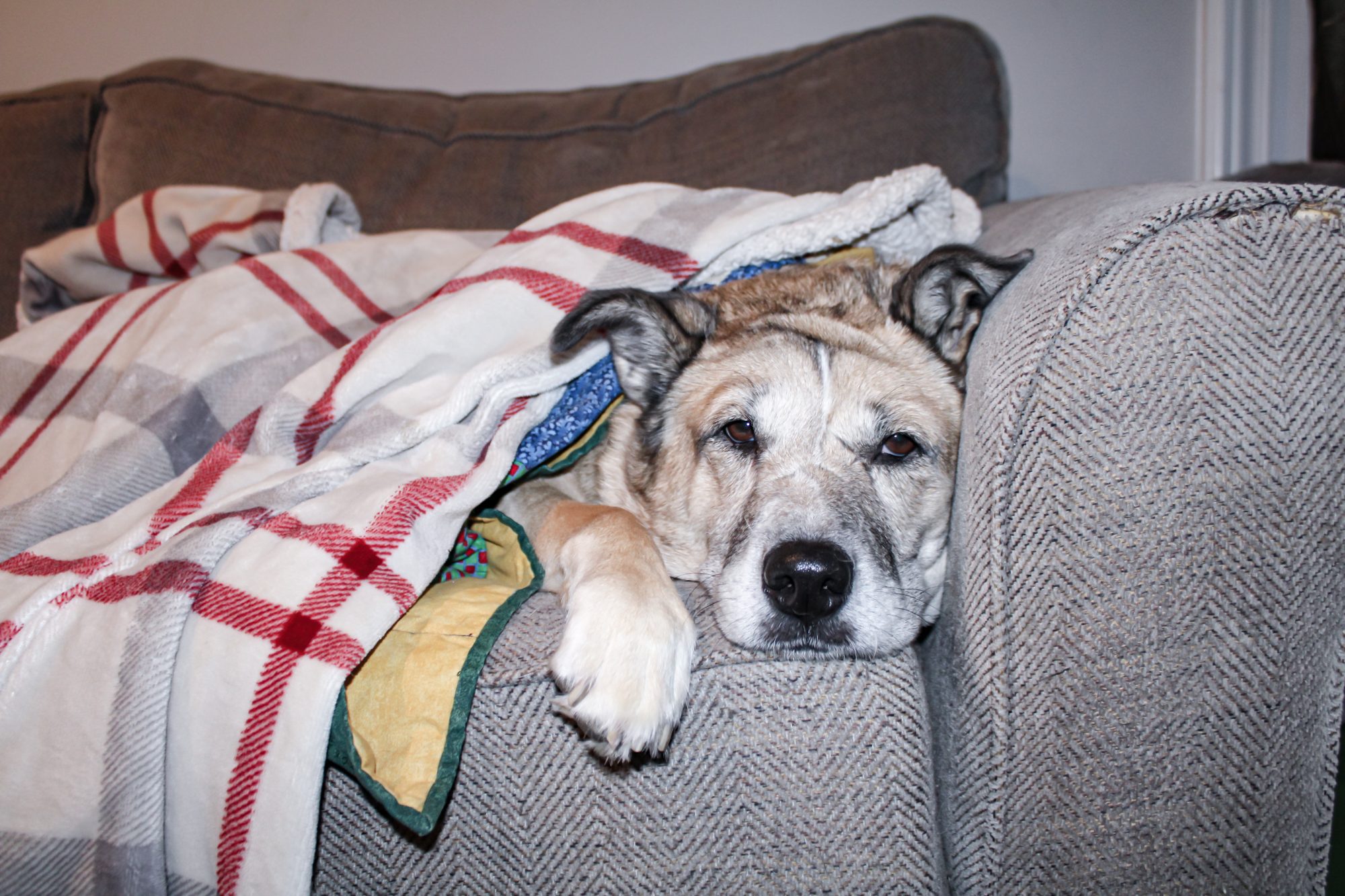 One of the author's two german shepherd mixes. The dog is tan with dark gray ears, and is laying down on a brown sofa under a white blanket with red and gray stripes.
