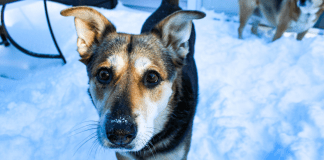 Why to Train Your Dog A dog standing in the snow after training.