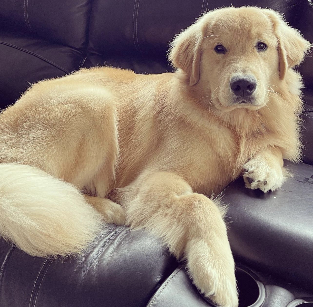 A golden retriever.