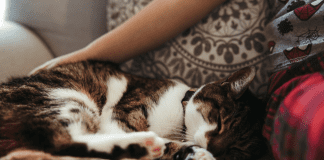 Petting a cat.