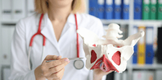 A physical therapist with a pelvic floor model.