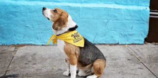 A beagle dog.