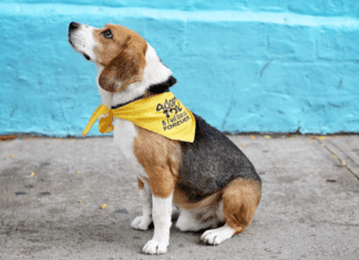 A beagle dog.