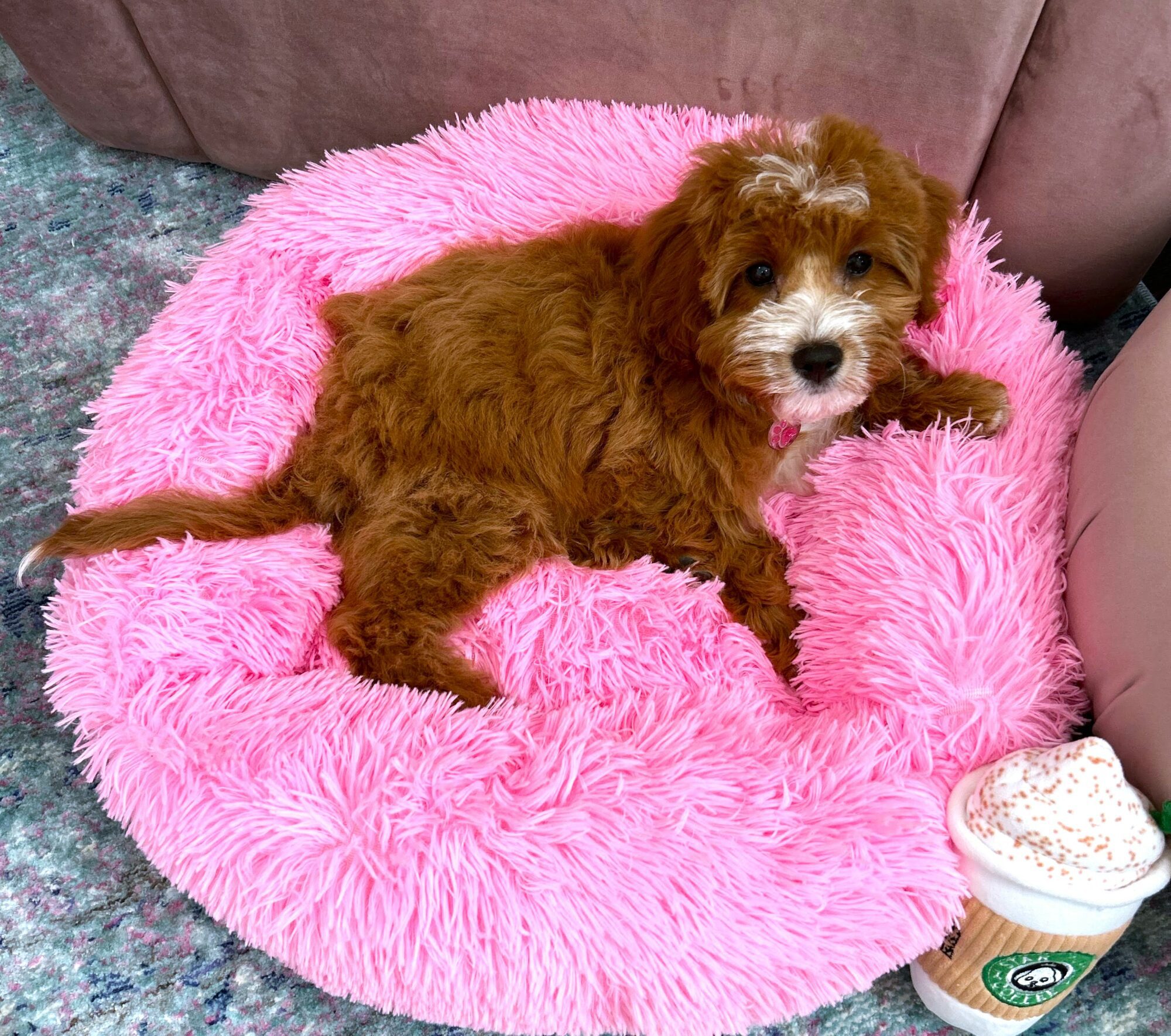 A puppy laying in a dog bed.