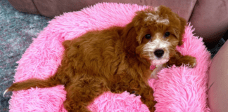 Our Children Suddenly Grew: A Love Poem for My Pet Puppy A puppy laying in a pink dog bed.
