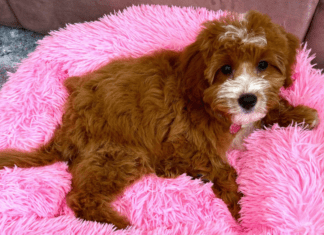 A puppy laying in a pink dog bed.