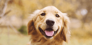 Life Lessons From Dogs A Golden Retriever.