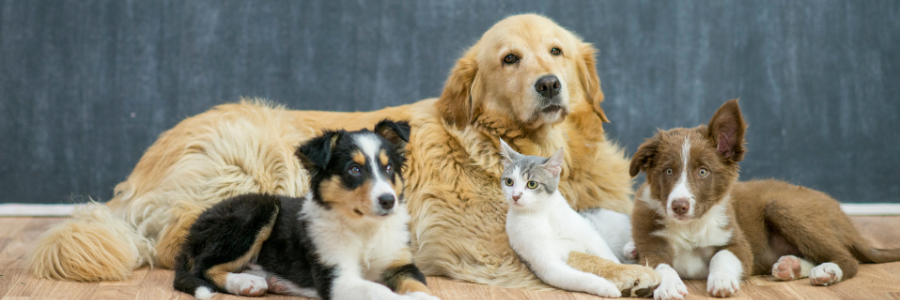 Pet care guide resources. 