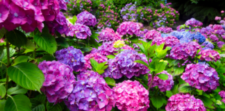 Sometimes a Hydrangea Is Not Just a Flower Hydrangeas in bloom.