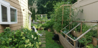 From an Urban Rooftop to a Hartsdale Patio: All Plants Want to Grow A home garden.