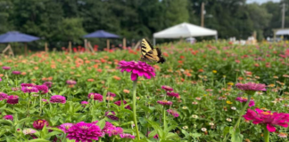 A butterfly flying in a field of flowers.