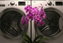 An orchid blooming in a laundry room.