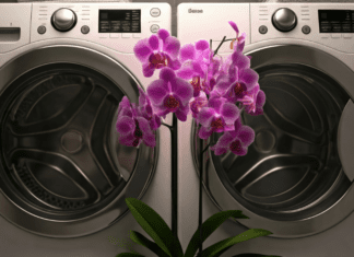 An orchid blooming in a laundry room.