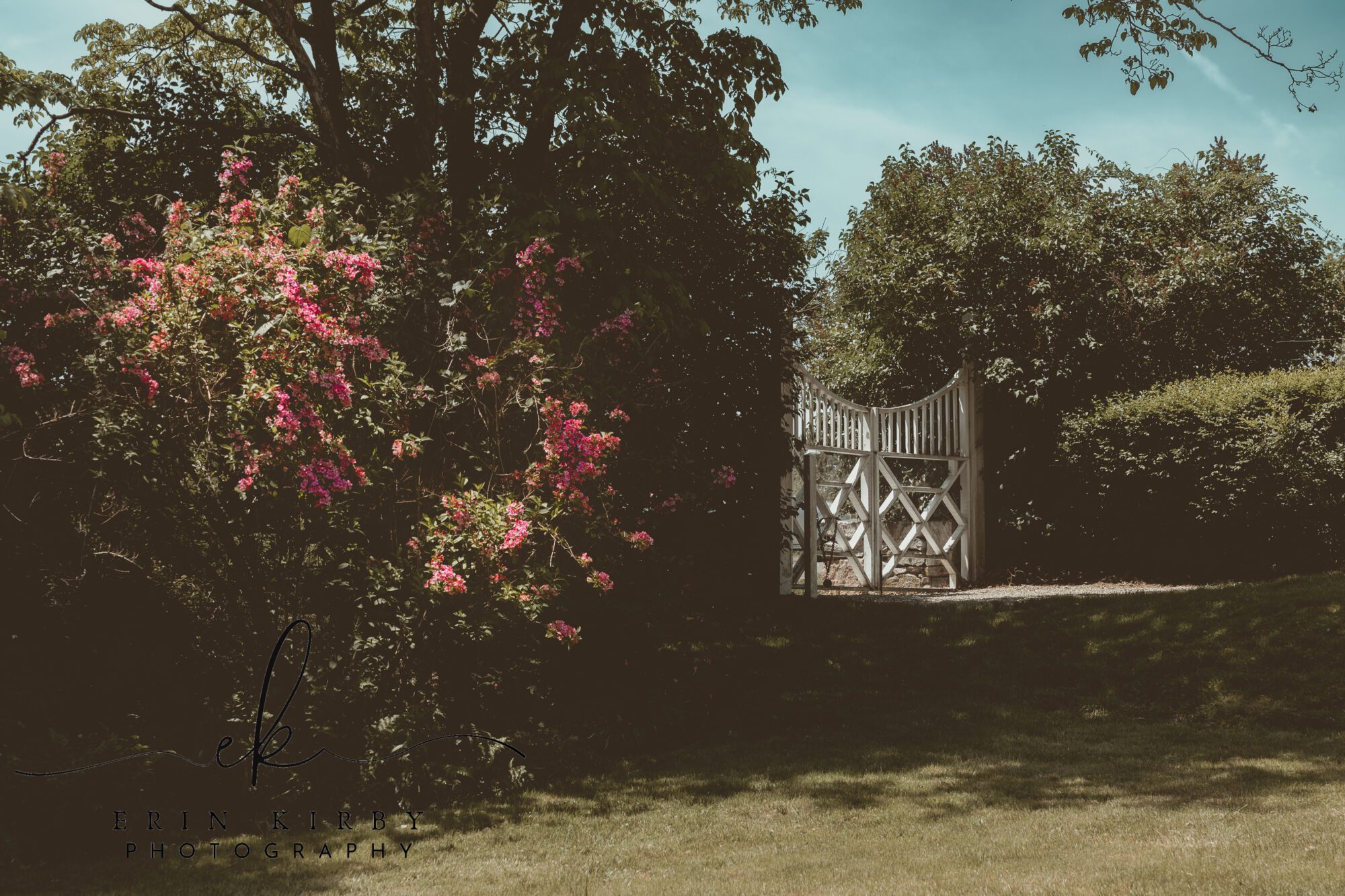 A garden. The left side of the image contains pink flowers on a bush, while the right side shows a white gate.