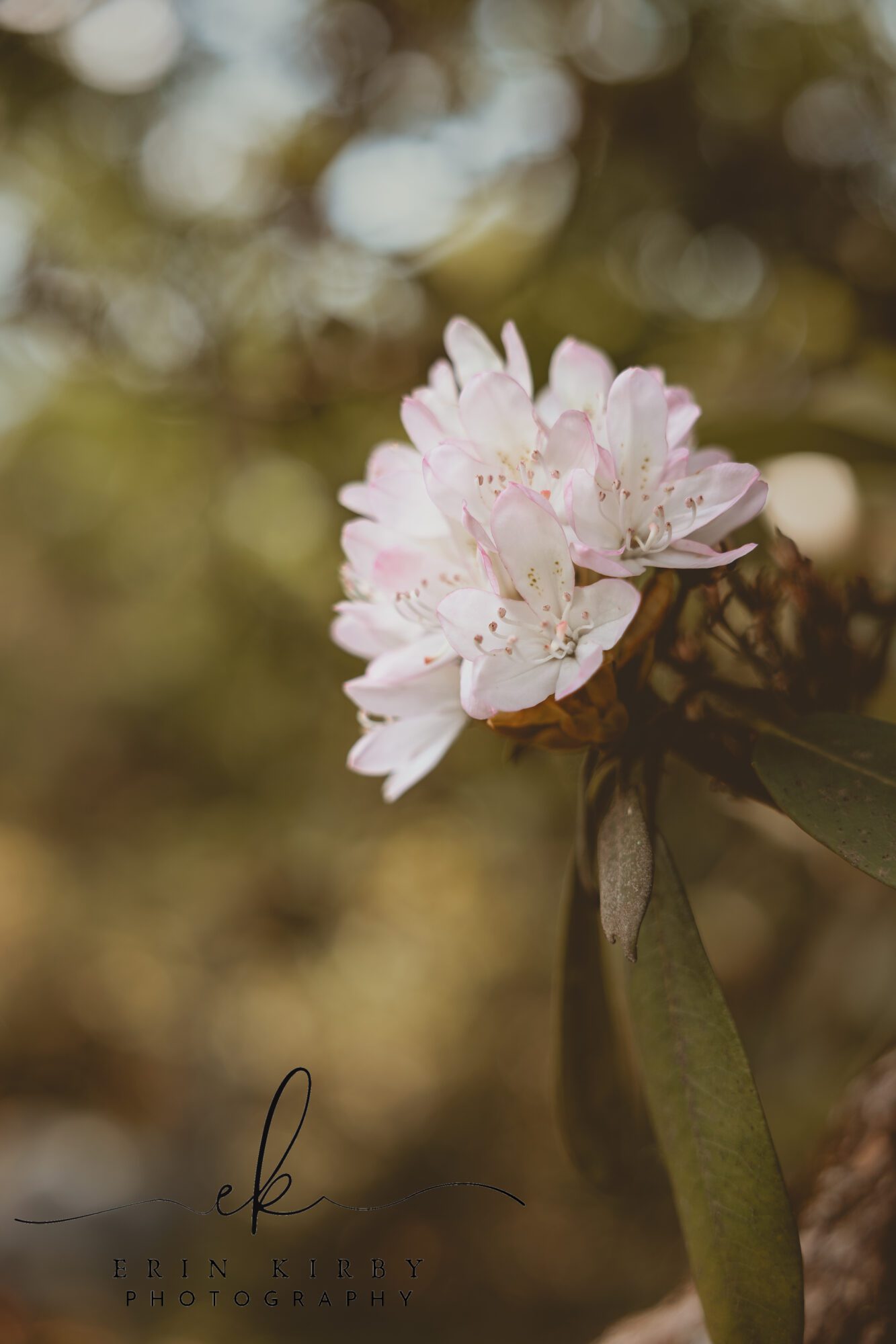 White and pink apple blossoms