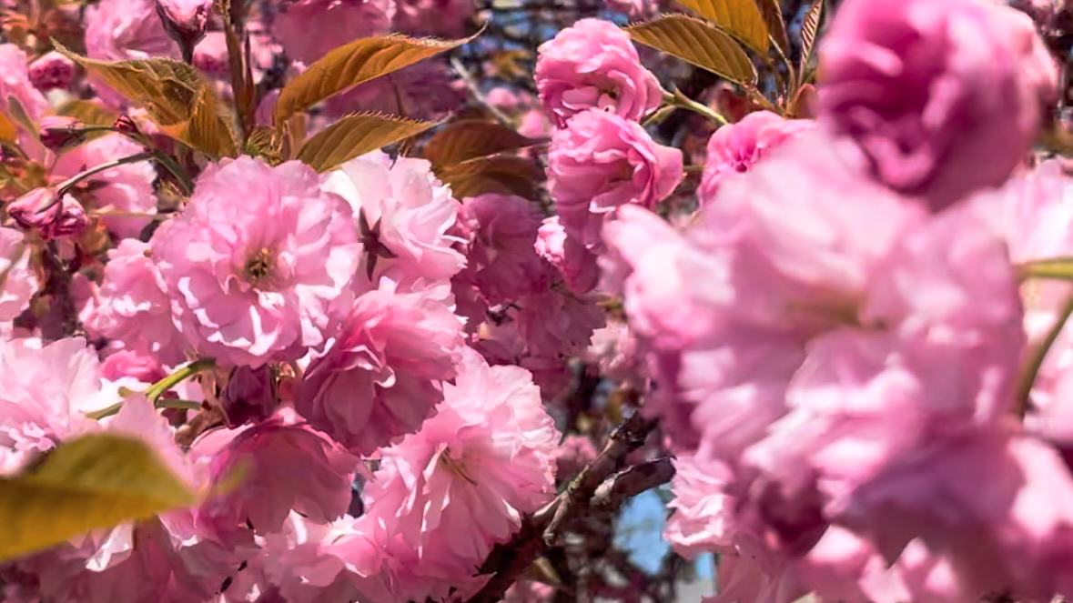 Cherry blossoms.