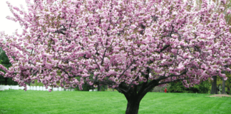 Fingerprint Cherry Blossoms & Festivals in Westchester County A cherry blossom tree.