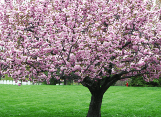 A cherry blossom tree.
