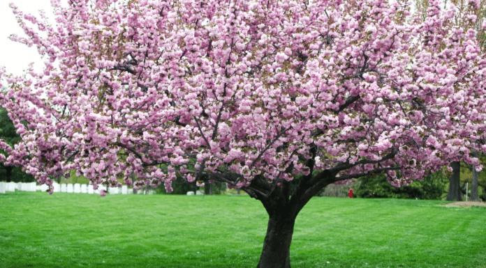 Fingerprint Cherry Blossoms & Festivals in Westchester County A cherry blossom tree.